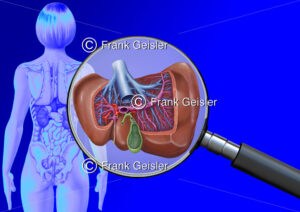 Medical Art Leber, Gallenblase und Lebergefäße der Frau, innere Organe im menschlichen Körper - Medical Pictures