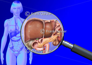Medical Art Leber und Bauchorgane der Frau, innere Organe im menschlichen Körper - Medical Pictures