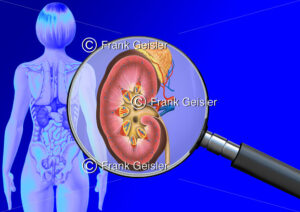 Medical Art Niere mit Nebenniere der Frau, innere Organe im menschlichen Körper - Medical Pictures