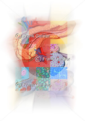 Medical Art Poster Bauchspeicheldrüse mit Inselzellen - Medical Pictures