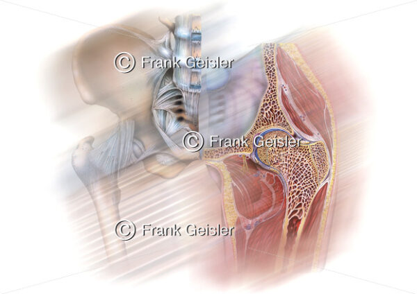 Medical Art Poster Orthopädie, Becken mit Hüftgelenk (Articulatio coxae) - Medical Pictures