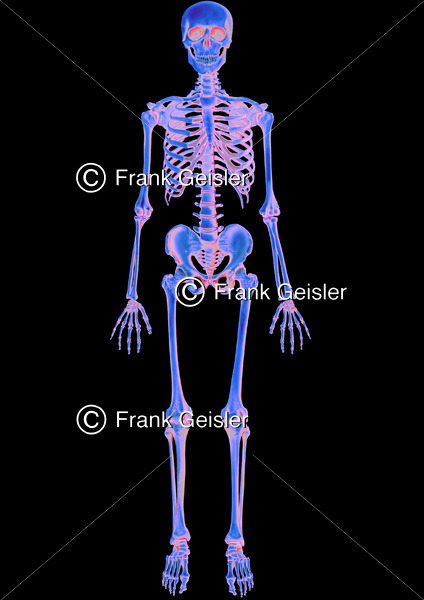 Medical Art Skelett des Menschen, Bestrahlung menschlicher Körper - Medical Pictures