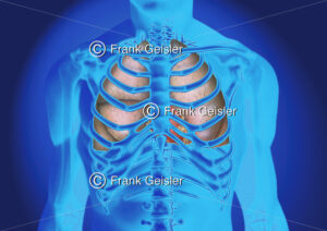 Medical Art Thorax, Skelett mit Organe im Brustkorb - Medical Pictures