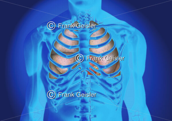 Medical Art Thorax, Skelett mit Organe im Brustkorb - Medical Pictures