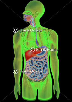 Medical Art Verdauungstrakt des Menschen mit Magen-Darm-Trakt - Medical Pictures