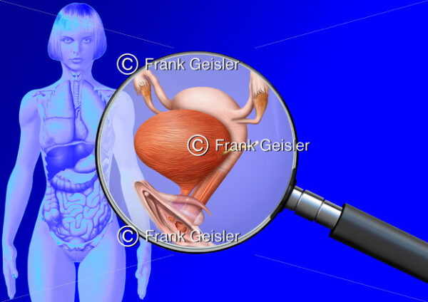 Medical Art Vulva, Harnblase, Vagina und Uterus der Frau, innere Organe im menschlichen Körper - Medical Pictures