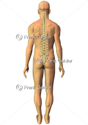 Mensch mit Gehirn und Wirbelkörper der Wirbelsäule von hinten - Medical Pictures