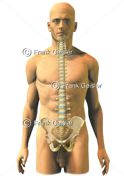 Mensch von vorn mit Wirbelkörper der Wirbelsäule und Becken - Medical Pictures