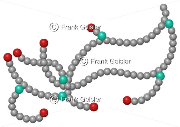 Molekularstruktur Glycogen, Glykogen, Polysaccharid aus Glucose - Medical Pictures