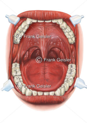 Mund und Rachen mit Zähne, Zunge, Zäpfchen und Mandeln - Medical Pictures