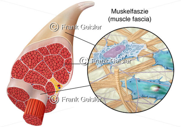 Muskel mit Muskelfasern sowie Gewebe der Faszien Muskelfaszien - Medical Pictures