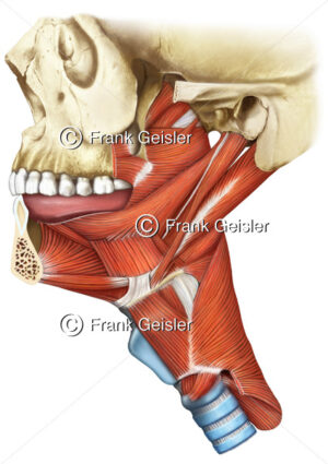 Muskeln Kopf und Hals, Schluckmuskeln und Rachenmuskeln mit Constrictor - Medical Pictures