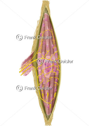 Muskelspindel, Sinnesorgan der Muskeln in Skelettmuskulatur - Medical Pictures