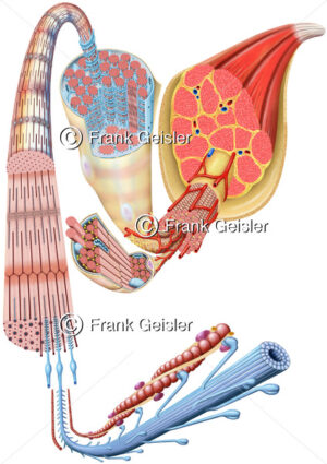 Muskulatur, Muskelaufbau Muskel mit Histologie Muskelgewebe - Medical Pictures