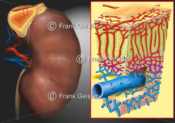 Niere mit Histologie der Nebenniere (3D-Schnitt) - Medical Pictures