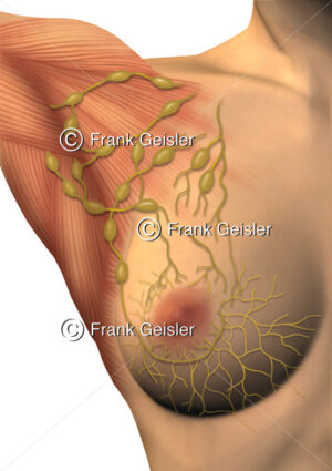 Oberflächenanatomie der Brustdrüse mit Lymphgefäßen und Lymphknoten - Medical Pictures