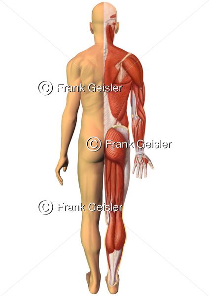 Oberflächlichenanatomie des Menschen, Muskelmann mit Haut und Muskulatur von dorsal - Medical Pictures