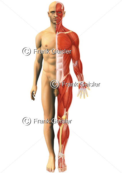 Oberflächlichenanatomie des Menschen, Muskelmann mit Haut und Muskulatur von vorn - Medical Pictures