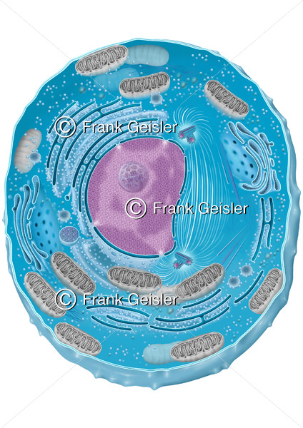 Onkologie, Zellanatomie einer Krebszelle, Plasmazelle mit Mitochondrien - Medical Pictures