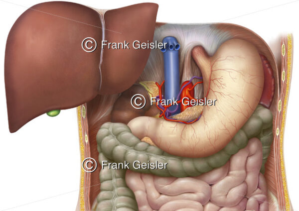 Organe im Bauchraum mit Leber bei Lebertransplantation LTX - Medical Pictures