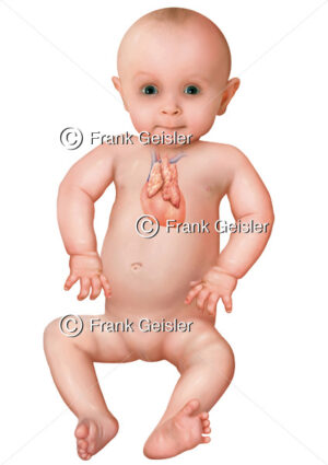 Pädiatrie, Baby von vorn mit Herz und Thymus - Medical Pictures