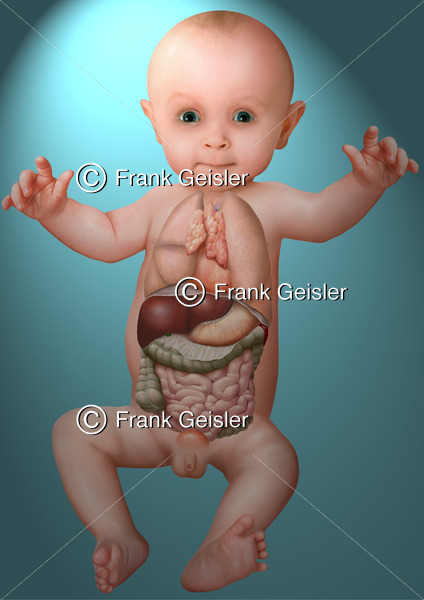 Pädiatrie, Thorax und Abdomen mit innere Organe beim Kleinkind in der Kinderheilkunde - Medical Pictures