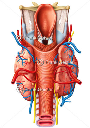 Pharynx mit Schilddrüse und Nebenschilddrüsen (Glandulae parathyroideae) von dorsal - Medical Pictures