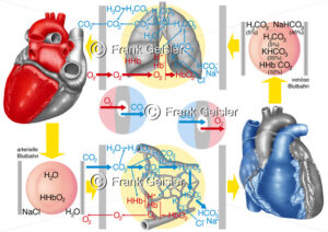 Physiologie Atemgas im Blut, Atemgastransport im Kreislaufsystem durch Plasma und Erythrozyten - Medical Pictures