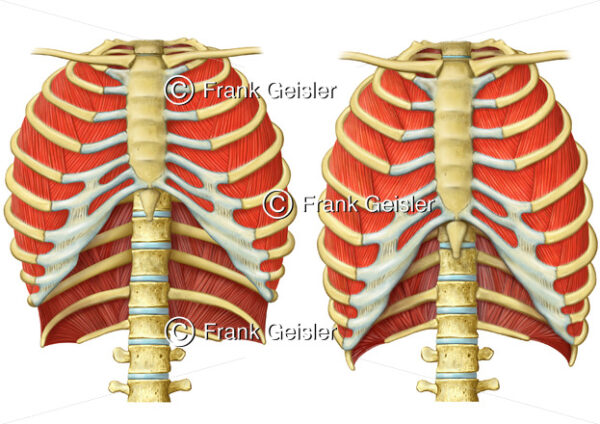Physiologie Atmung, Rippen mit Zwischenrippenmuskeln bei Einatmung und Ausatmung - Medical Pictures