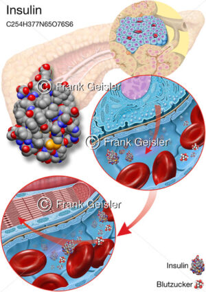 Physiologie Bauchspeicheldrüse, Insulinbildung und Insulin-Transport im Pankreas - Medical Pictures