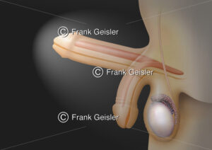Physiologie Erektion des Penis, Anatomie männliches Glied und Hoden mit Nebenhoden - Medical Pictures
