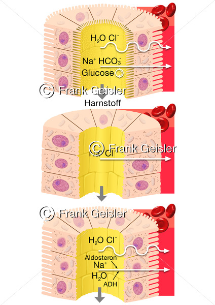 Physiologie Niere, Histologie Zellen von Tubulus und Henle-Schleife sowie Nierenfunktion - Medical Pictures