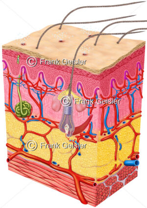 Physiologie Schweißbildung der Haut, Hautschichten mit Blutgefäße bei Wärme - Medical Pictures
