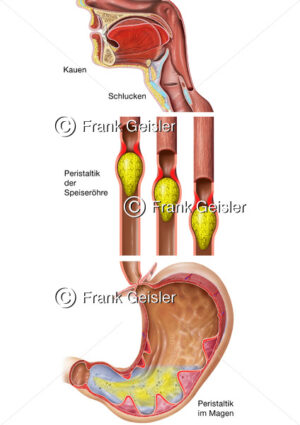 Physiologie Verdauungstrakt mit Kauen, Schlucken und Peristaltik der Speiseröhre und Magen - Medical Pictures