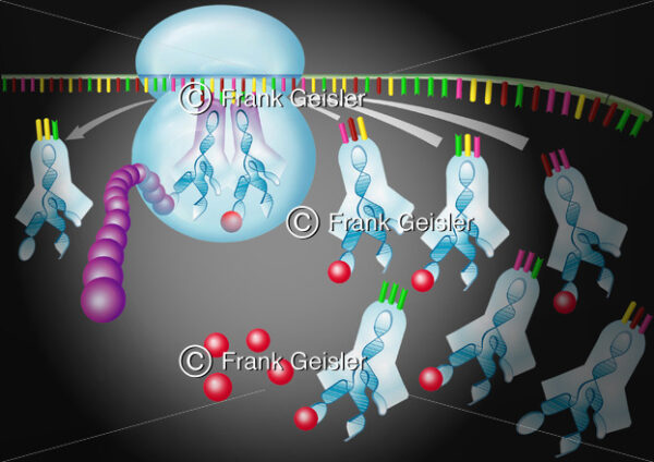 Proteinbiosynthese in der Genetik, Translation mit Ribosom - Medical Pictures
