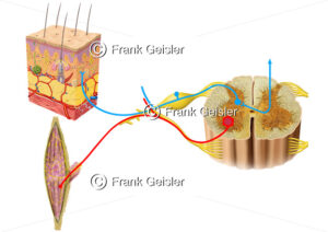 Rezeptoren der Haut mit Nervenbahn zum Rückenmark, Innervation der Muskelspindel - Medical Pictures