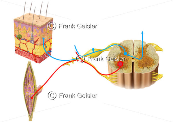 Rezeptoren der Haut mit Nervenbahn zum Rückenmark, Innervation der Muskelspindel - Medical Pictures