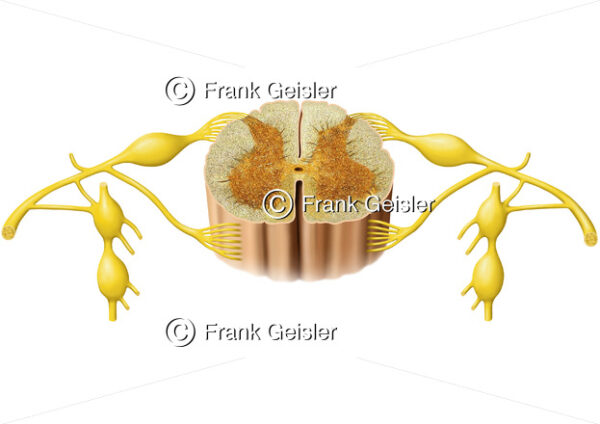 Rückenmark Medulla spinalis und Anatomie Rückenmarksnerv Nervus spinalis - Medical Pictures