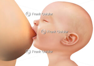 Säugling (Baby) wird mit Muttermilch nach der Geburt gestillt - Medical Pictures
