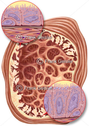 Samenblase, Querschnitt des Samenbläschens mit Drüsenepithel - Medical Pictures