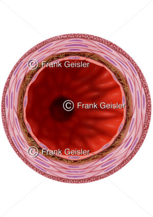 Schnitt durch Lumen einer Arterie, Arterienwand mit Zellen - Medical Pictures