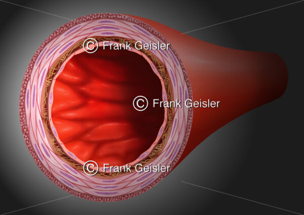 Schnitt durch eine Arterie, Arterienwand mit Zellen - Medical Pictures