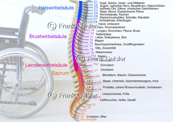 Sensibilitätsstörungen der Organe bei Querschnittlähmung, Wirbelsäule mit Rückenmark (Medulla spinalis) und Rückenmarksnerven - Medical Pictures