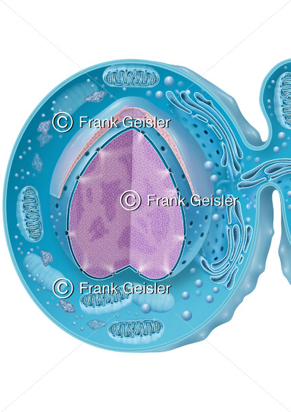 Spermium (Samenzelle), Bildung der Kopfkappe (Akrosom) - Medical Pictures