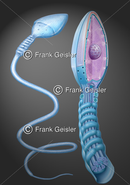 Spermium, Samenzelle (Spermatozoon, Samen, Samenfaden) des Mannes - Medical Pictures
