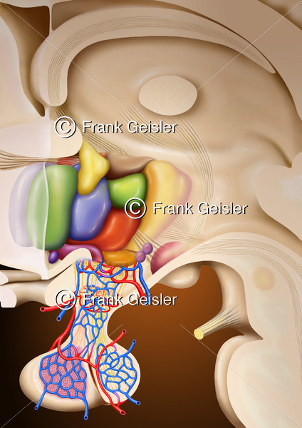 Thalamus, Hypothalamus und Hypophyse (Hirnanhangdrüse) - Medical Pictures