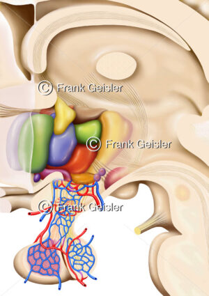 Thalamus, Hypothalamus und Hypophyse (Hirnanhangdrüse) - Medical Pictures