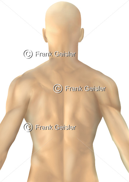 Thorax Mann, tastbare Strukturen (Muskulatur) von dorsal - Medical Pictures