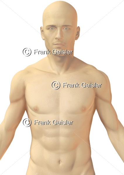 Thorax Mann, tastbare Strukturen (Muskulatur) von ventral - Medical Pictures