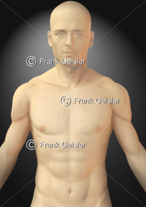 Thorax Mann, tastbare Strukturen (Muskulatur) von ventral - Medical Pictures